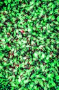 a lot of green sweet cola bottle candies a background Royalty Free Stock Photo