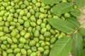 A lot green young walnuts in husks with walnut leaves on wooden