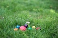 Lot of Hidden in the grass Easter eggs, which are painted in different colors Royalty Free Stock Photo