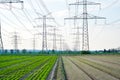 A lot of high-voltage power line, transmission tower overhead line masts, high voltage pylons as power pylons on the fields. Royalty Free Stock Photo