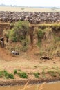 A lot of hoofed animals on the shore. Masai Mara, Kenya Royalty Free Stock Photo