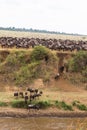 A lot of hoofed animals on the shore. Masai Mara, Kenya Royalty Free Stock Photo