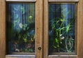 A lot of house plants and flowers behind the wooden country window or door Royalty Free Stock Photo