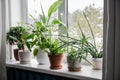Lot of houseplants growing on window sill. Royalty Free Stock Photo