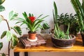 Houseplants on wooden desk in stylish interior.