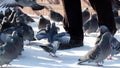 A lot of hungry pigeons on the snow near the men`s feet. Selective focus Royalty Free Stock Photo