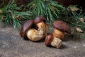 A lot of Imleria Badia or Boletus badius mushrooms commonly known as the bay bolete on vintage wooden background