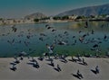Lot of indian pigeons flying above the pond and water with beautiful landscape and building hills and open sky cityscape religious