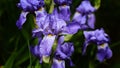 A lot of irises. Largely cultivated flowers of the violet iris are growing in a garden