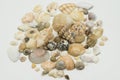 A lot of isolated seashells, shells and clams on white background