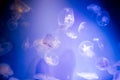 A lot of jellyfish on a blue background Royalty Free Stock Photo