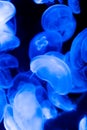 A lot of jellyfish Royalty Free Stock Photo