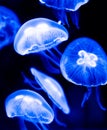 A lot of jellyfish Royalty Free Stock Photo