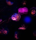 A lot of jellyfish in the neon light Royalty Free Stock Photo