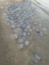 A lot of jellyfish on the seashore. Global warming consequences at sea