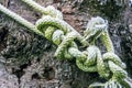 A lot of knots of a thick rope on a background of a wooden bark of spruce Royalty Free Stock Photo