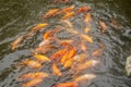 A lot of Koi fish in the pond Royalty Free Stock Photo