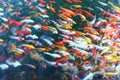 A lot of Koi fish