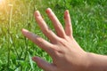 A lot of ladybugs on a girl hand on a background of Sunny green grass. The sun shines. Summer time