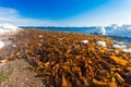 A lot of Laminaria Kelp is seaweed washed ashore on the beach of Sea of Okhotsk on winter season. Royalty Free Stock Photo