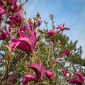 Lot of large pink flowers and buds Magnolia Susan Magnolia liliiflora x Magnolia stellata on a clear blue sky, and green pine ba Royalty Free Stock Photo