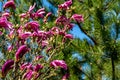 Lot large pink flowers and buds Magnolia Susan Magnolia liliiflora x Magnolia stellata on blue sky background Royalty Free Stock Photo