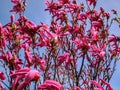 Lot of large pink flowers and buds Magnolia Susan Magnolia liliiflora x Magnolia stellata on a clear blue sky.