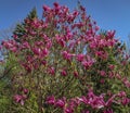 Lot of large pink flowers and buds Magnolia Susan Magnolia liliiflora x Magnolia stellata on a clear sunny day