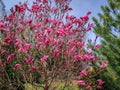 Lot of large pink flowers and buds Magnolia Susan Magnolia liliiflora x Magnolia stellata in the garden.