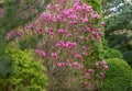 Lot of large pink flowers and buds Magnolia Susan Magnolia liliiflora x Magnolia stellata in the spring garden