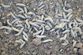 A lot of larvae Crane fly. It is a common name referring to any member of the insect family Tipulidae. It is pest in soil of many Royalty Free Stock Photo