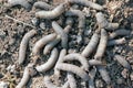 A lot of larvae Crane fly. It is a common name referring to any member of the insect family Tipulidae. It is pest in soil of many Royalty Free Stock Photo