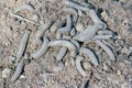 A lot of larvae Crane fly. It is a common name referring to any member of the insect family Tipulidae. It is pest in soil of many