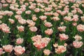 A lot of light pink double-flowered tulips in April Royalty Free Stock Photo