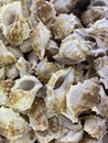 A lot of light shells