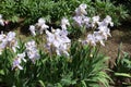 A lot of light violet flower of irises