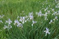 A lot of light violet flowers of irises Royalty Free Stock Photo