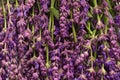 A lot of Lilac sage - nature background