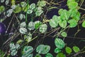 A lot of lily pad leaves in a pond on blue water