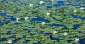 A lot of lily pads on a lake Royalty Free Stock Photo