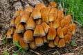 A lot of little brown mushroom toadstool