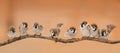 Lot of little funny birds sitting on a branch Royalty Free Stock Photo