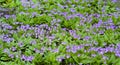 A lot of little purple flower in summer Royalty Free Stock Photo