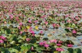 Lot of Lotus Field in the lek Ayutthya .Thailand