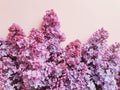 A lot of lush lilacs on a concrete gray background. Top view of blooming branches, flower border.