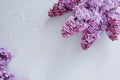 A lot of lush lilacs on a concrete gray background. Top view of blooming branches, flower border. The basis for a greeting card