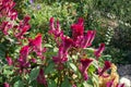 A lot of magenta colored flowers of Celosia argentea var. cristata in September Royalty Free Stock Photo