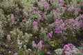 A lot of magenta-colored flowers of Michaelmas daisies in October Royalty Free Stock Photo