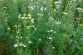 A lot of medicinal flowering daisies grows in the meadow. Natural floral background with selective focus