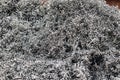 A lot of metal shavings close-up, after working on a milling machine or CNC machine. Texture metal shavings. Recycling of waste.